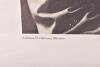 Large Framed Hoffmann Photograph of Adolf Hitler - 5