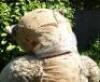 Extremely rare and large (5ft) J.K Farnell light brown mohair Teddy Bear, 1920s, - 3