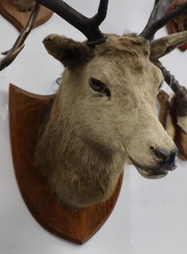 A large Red Deer mounted head and antlers