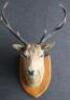 A large Red Deer mounted head and antlers - 2