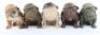 5x WW2 &lsquo;Hitlers Terror&rsquo; Bulldog Figures