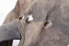 Rare WW1 German Horse Head Cover - 6