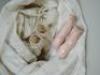 A wax over composition Mochmann baby with squeaker, German mid 19th century, - 3