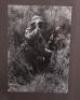 Large Format Original Photographs of the Waffen-SS and German Army from Official War Photographer - 12