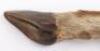 WW1 German Animal Hoof Handles Trench Knife - 4