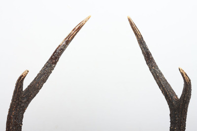 19th / 20th Century Antler Sword Stand - 2