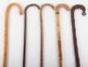 Five walking sticks - 3