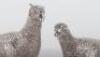 A pair of silver pheasants, modern, male and female - 2