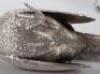 A pair of silver pheasants, modern, male and female - 5
