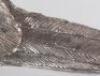 A pair of silver pheasants, modern, male and female - 6