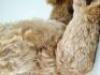 Early good light brown mohair Steiff Teddy bear, German circa 1909, - 7