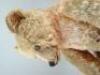 A large and early apricot mohair Steiff Teddy Bear, German circa 1909, - 4