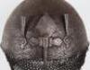 19th Century Indian Helmet Kulah Khud - 2