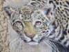 Le Grand, mixed compostion in 3D effect of a leopard, - 3