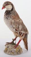 Taxidermy of a French partridge