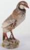 Taxidermy of a French partridge - 2