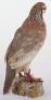 Taxidermy of a French partridge - 3