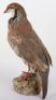 Taxidermy of a French partridge - 4