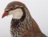 Taxidermy of a French partridge - 5