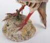 Taxidermy of a French partridge - 6
