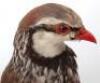 Taxidermy of a French partridge - 9