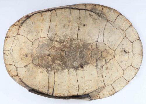 Giant South American River Turtle, also known as the Tataruga turtle (Podocnemis expansa), early 19th century &ldquo;Blonde Shell&rdquo;, with scutes removed