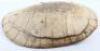 Giant South American River Turtle, also known as the Tataruga turtle (Podocnemis expansa), early 19th century &ldquo;Blonde Shell&rdquo;, with scutes removed - 2