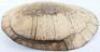 Giant South American River Turtle, also known as the Tataruga turtle (Podocnemis expansa), early 19th century &ldquo;Blonde Shell&rdquo;, with scutes removed - 3