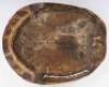 Giant South American River Turtle, also known as the Tataruga turtle (Podocnemis expansa), early 19th century &ldquo;Blonde Shell&rdquo;, with scutes removed - 7