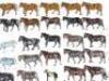 Britains and other Horses - 3