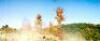 Wooden Castles - 21
