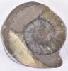 Assorted fossils and polished specimen hardstones - 2