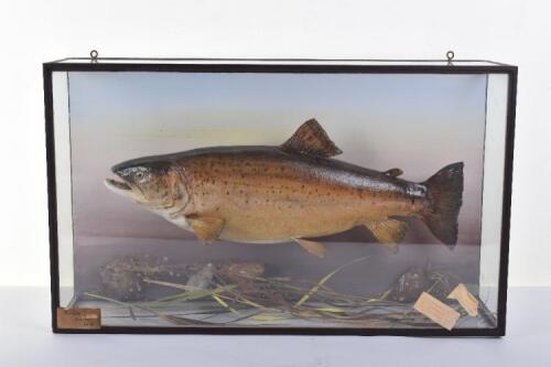 An early 20th century mounted trout taxidermy, by Ralph Adller, Taxidermist & Engraver, Newbury
