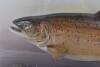 An early 20th century mounted trout taxidermy, by Ralph Adller, Taxidermist & Engraver, Newbury - 2